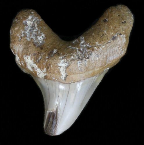 Rare Benedini (Extinct Thresher Shark) Tooth - #40040